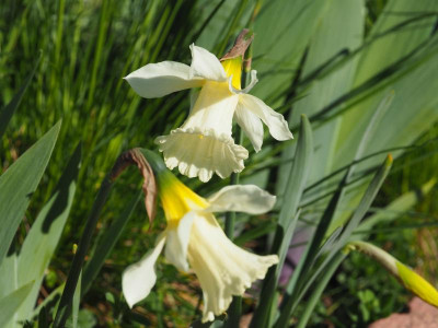 Narcissus W. P. Milner P4170368.JPG
