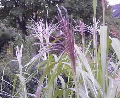 Miscanthus_6.jpg