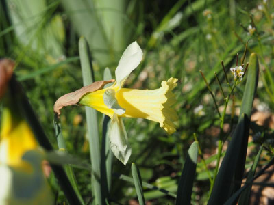 Narcissus W. P. Milner P4170370.JPG
