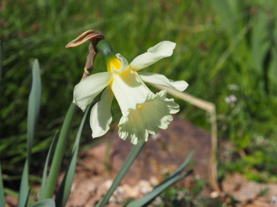 Narcissus W. P. Milner P4170371.JPG