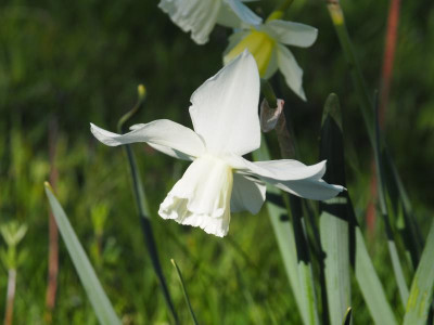 Narcissus triandrus Tresamble P4170372.JPG