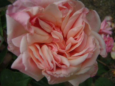 Mme_Lombard_Beales1.JPG