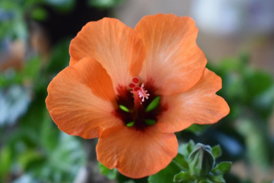 Hibiscus 001.JPG