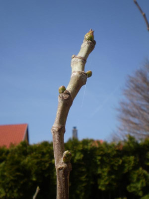 P3310007.JPG