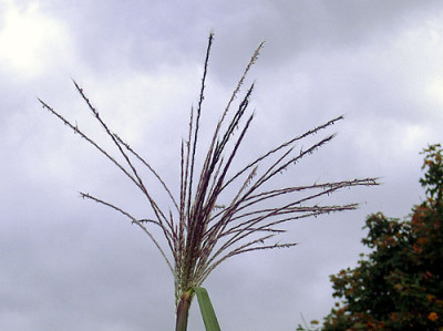 Miscanthus_5.jpg