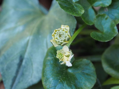 Elan P4180366.JPG