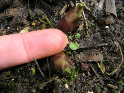 unbekanntmitfinger0204.jpg