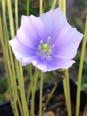 2022-04-18 Jeffersonia dubia.jpg