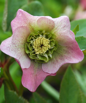 fo0451.jpg