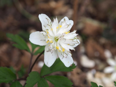 Anemone nemorosa Salt and Pepper P4120331.JPG