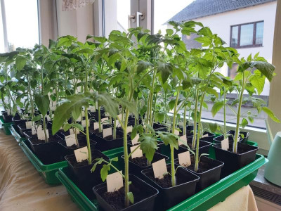 Tomaten 2022-04-19.jpg