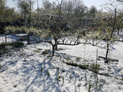 Mirabell Spalier Schnee.jpeg