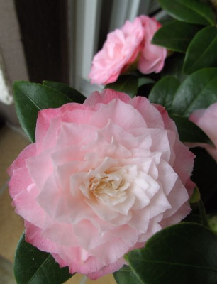 Nuccios_Pearl_02.04._5.JPG