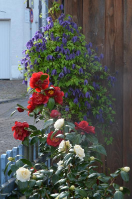 DSC_3803.JPG