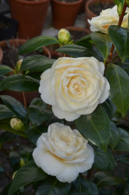 DSC_3805.JPG