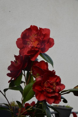 DSC_3807.JPG