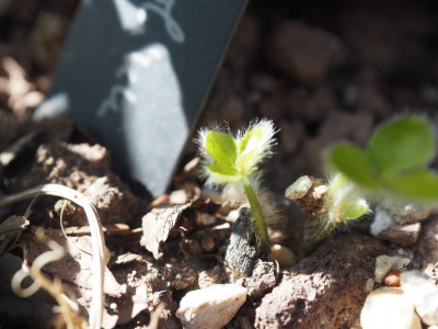 Hepatica nobilis Sämling P4190344.JPG