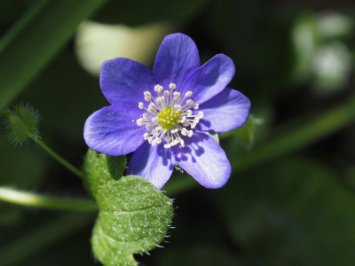 Hepatica nobilis tintenblau P4190345.JPG
