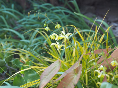 Epimedium Brimstone Butterfly P4190346.JPG