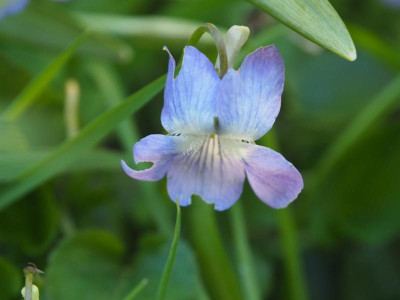 Hain-Veilchen Viola riviniana P4190349.JPG