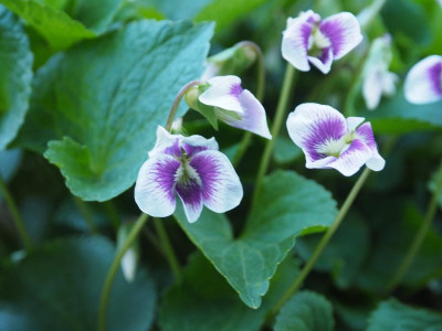 Viola Madame P4190342.JPG