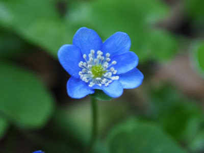 Hepatica nobilis tintenblau im Schatten P4190344.JPG