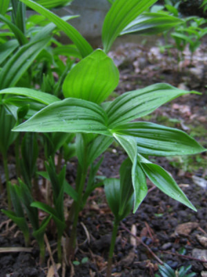 Smilacina_racemosa_9698.jpg