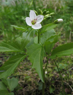 Dentaria_spec.jpg