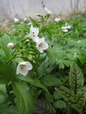 Dentaria__spec.jpg
