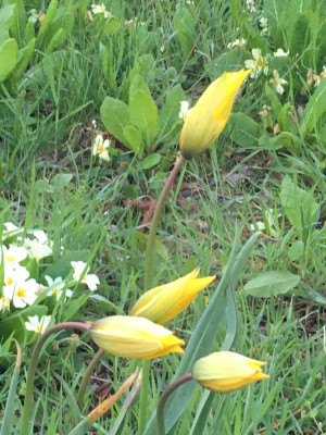 Tulipa sylvestris.JPG