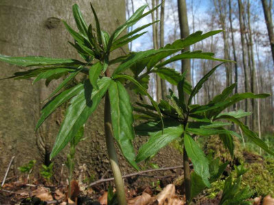 Dentaria_bulbifera.jpg