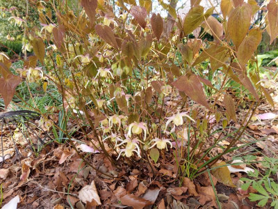 Epimedium Jose 1.jpg