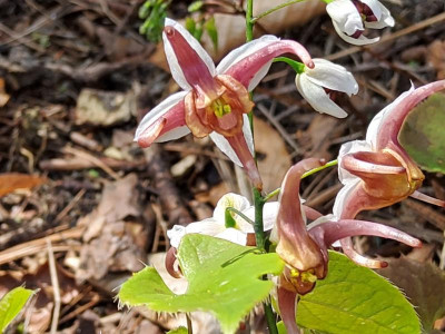 Epimedium Moulin Rouge 1.jpg