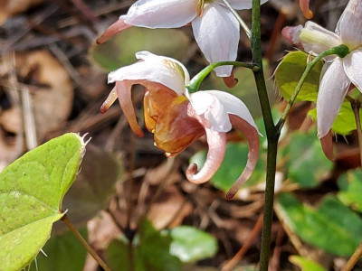 Epimedium Moulin Rouge 2.jpg
