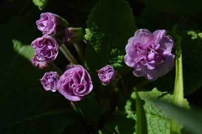 DSC_0526.JPG