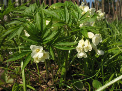 Dentaria_kitaibelii.jpg