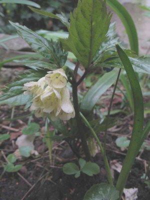 Dentaria__eneaphyllos.jpg
