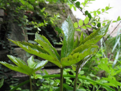 Dentaria_pentaphyllos.jpg