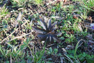 H.rotbraunes_Blatt.jpg