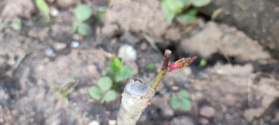 IMG_20220420_200414.jpg