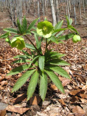Helleborus_viridis_.jpg