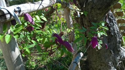 Clematis alpina Tage Lundell - Blüte 04-2022 (2).jpg