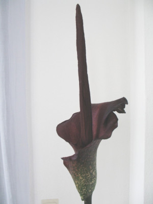 Amorphophallus_konjac2.jpg