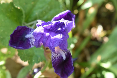 Blüten 005.JPG