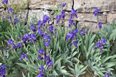 geigersberg irisblüte 044.JPG