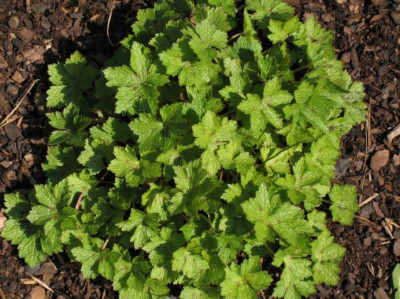 Geranium_x_oxon_Samling.jpg