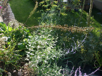P6220286_Eremurus_robustus_Fruchtstand.jpg