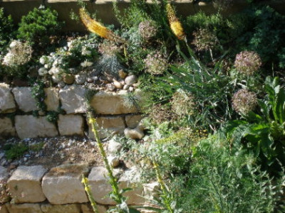 P6010156_Eremurusbluhend.jpg