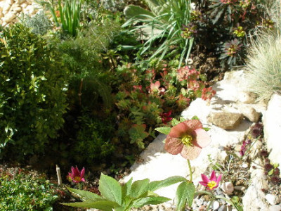 Helleborus_u_Tulipa_humilis_odalisque.JPG