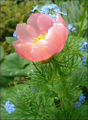 Paeonia_tenuifolia_Rosea.jpg